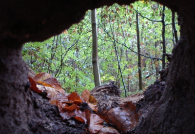 Wald und Natur