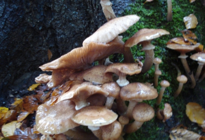 Wald und Natur