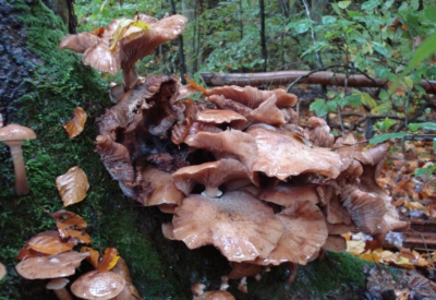 Wald und Natur