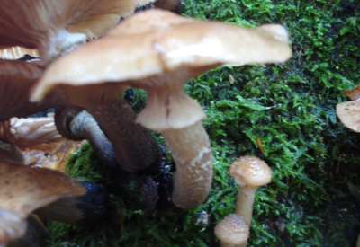 Wald und Natur