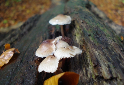 Wald und Natur