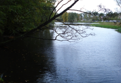 Wald und Natur