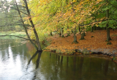 Wald und Natur