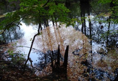 Wald und Natur