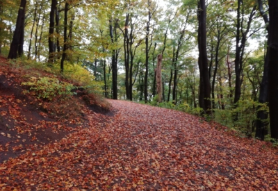 Wald und Natur