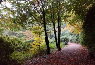 Wald und Natur