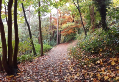Wald und Natur