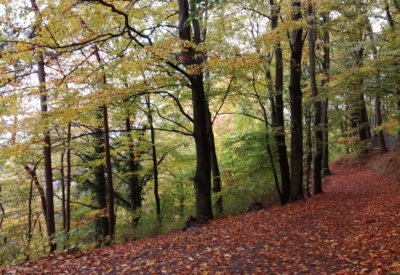 Wald und Natur