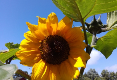 Blumen