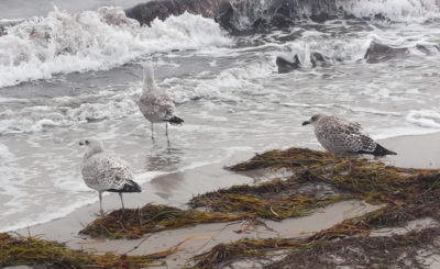 Ostsee