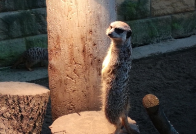 Tiere