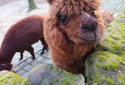 Tiere