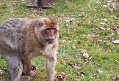 Tiere