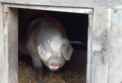 Tiere
