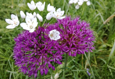 Blumen