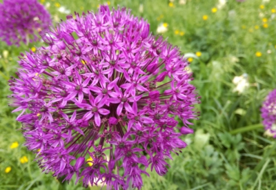 Blumen