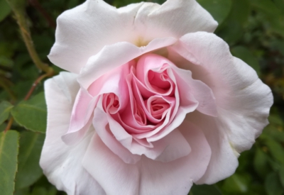 Blumen