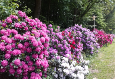 Blumen