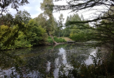 Wald und Natur