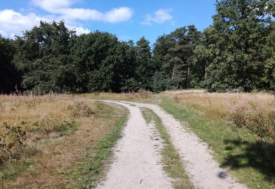 Wald und Natur