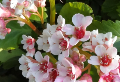Blumen