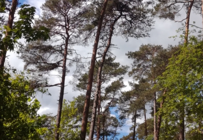 Wald und Natur