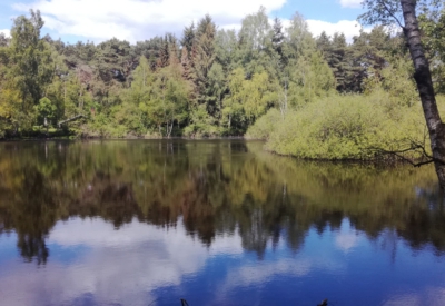 Wald und Natur