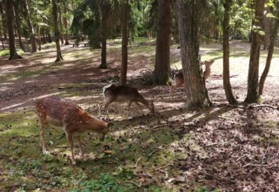Wald und Natur
