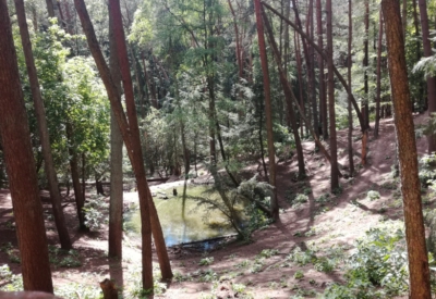 Wald und Natur