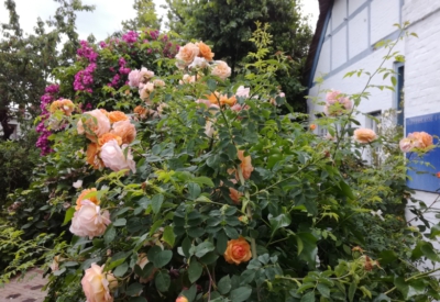 Blumen