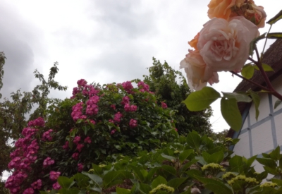 Blumen