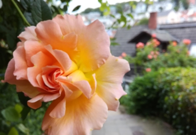 Blumen