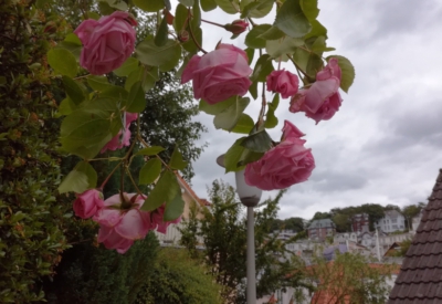 Blumen