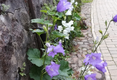 Blumen