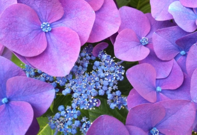 Blumen