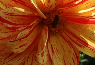 Blumen