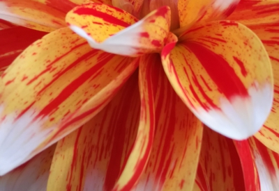 Blumen