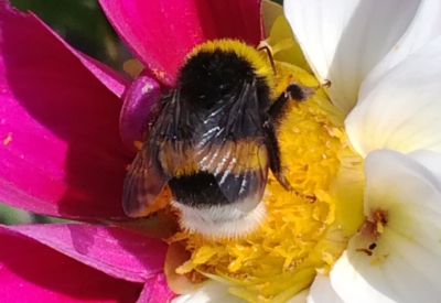 Blumen