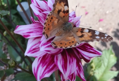 Blumen