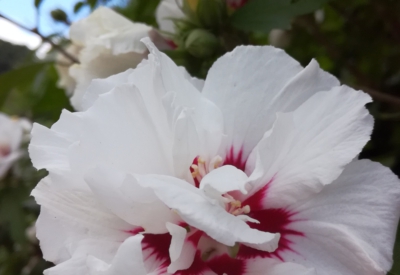 Blumen