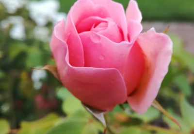 Blumen