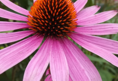 Blumen