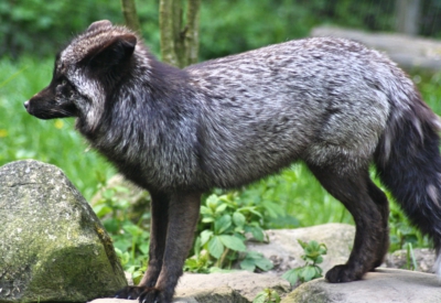 Tiere
