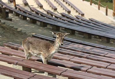 Tiere