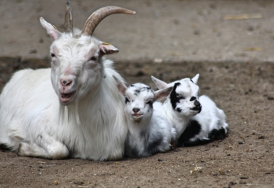Tiere