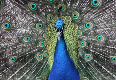 Tiere