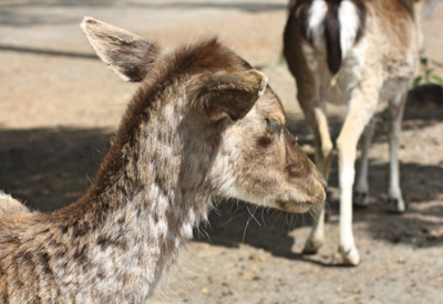 Tiere