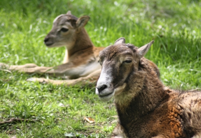 Tiere