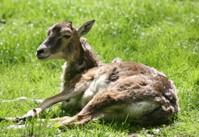 Tiere