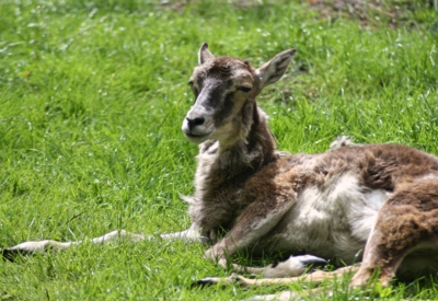 Tiere